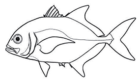 Familia carangidae_claves.jpg